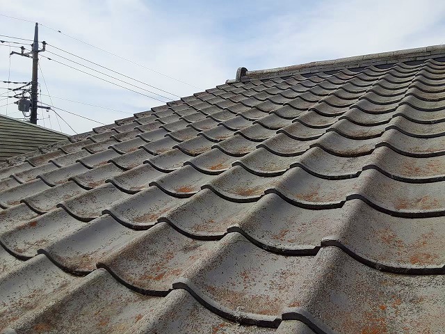 コケが出ているセメント瓦